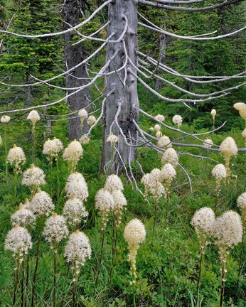 Framed Beargrass Around Dead Evergreen, Oregon Print
