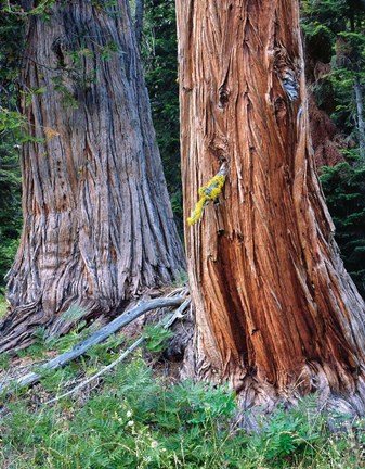 Framed Two Incense Cedar Trees, Oregon Print