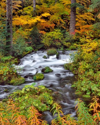 Framed Roaring River Running Through Oregon Print