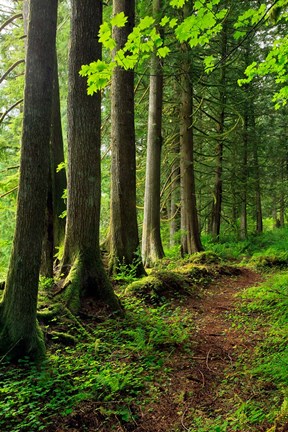 Framed Forest Scenic Trail, Oregon Print