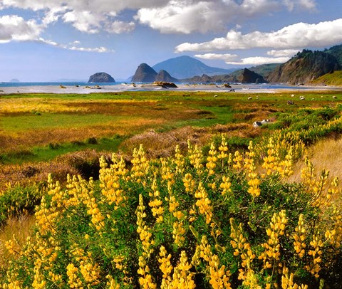 Framed Coastal Landscape With Yellow Lupine, Oregon Print