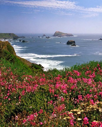 Framed Ocean Landscape Of Goat Rock And Sweet Peas, Oregon Print
