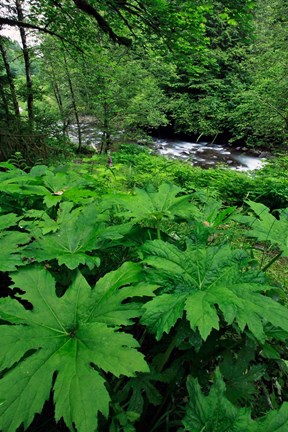 Framed Scenic View Of Little Sandy River, Oregon Print