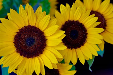 Framed Dune Sunflower Trio Print