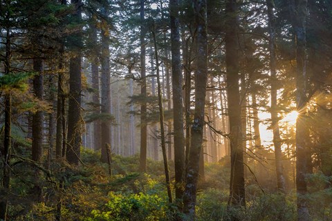 Framed Sunset Rays Penetrate The Forest In The Siuslaw National Forest Print
