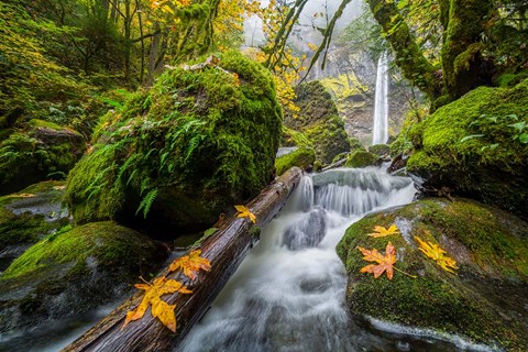 Framed Autumn At Elowah Falls, Oregon Print