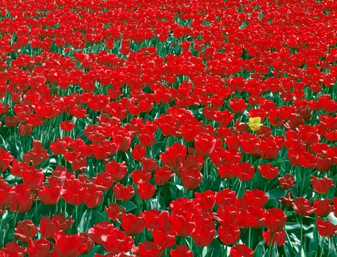 Framed Lone Yellow Tulip Among Field Of Red Tulips, Oregon Print
