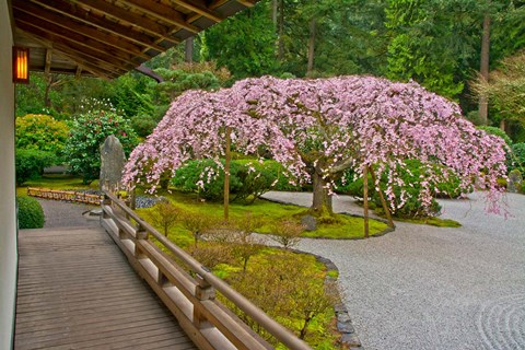 Framed Weeping Cherry Tree, Portland Japanese Garden, Oregon Print