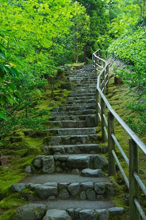 Framed Summer Staris In The Portland Japanese Garden, Oregon Print