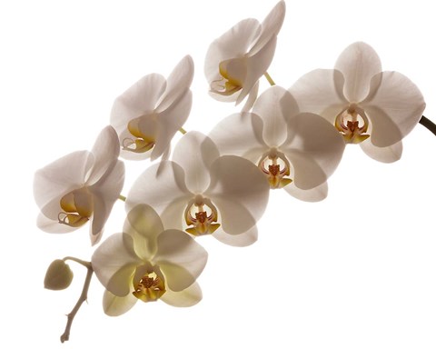 Framed White Hybrid Orchids On White Print