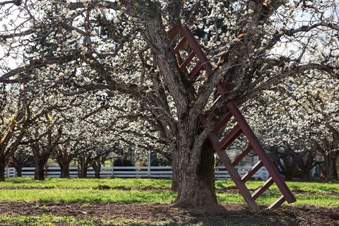 Framed Ladder In An Orchard Tree, Oregon Print