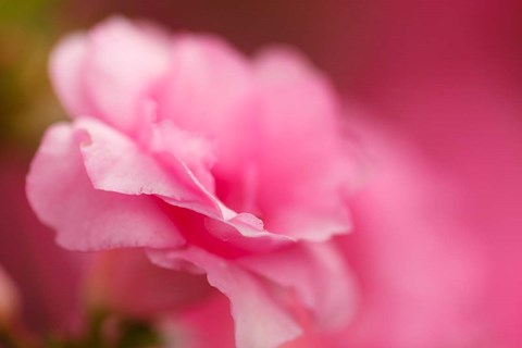 Framed Bright Pink Azalea Print