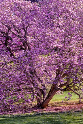 Framed Tree In Bloom, Pennsylvania Print