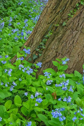 Framed Spring Flowers Blossoming Around A Tree Trunk Print