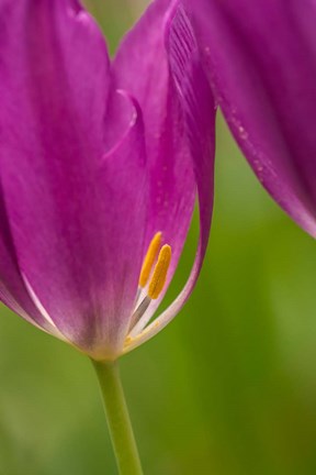 Framed Detail Of Purple Tulips Print
