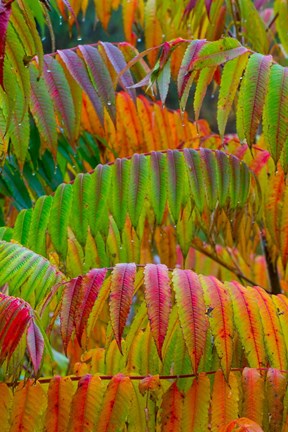 Framed Autumn Neon Colors Of Staghorn Sumac Leaves In The Rain Print