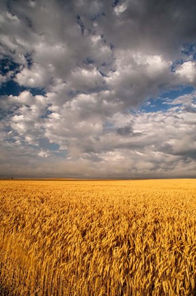 Framed Summer Morning Wheat Fields, South Dakota Print