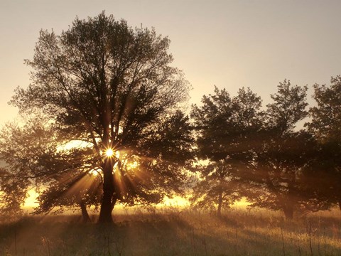 Framed Sunrise Through Fog And Trees At Cades Cove Print