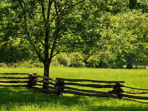 Framed Old Wooden Fence In Cades Cove Print