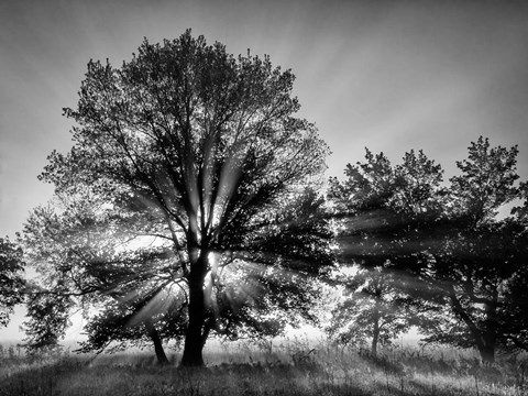 Framed Sunrise Through Fog And Trees At Cades Cove (BW) Print