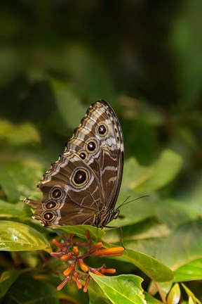 Framed Giant Owl Butterfly On A Leaf Print