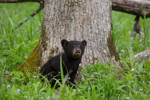 Framed Black Bear Cub Next To A Tree Print