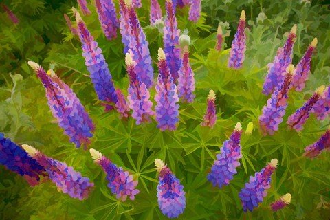 Framed Painterly Effect On Lupine Flowers Print