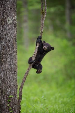 Framed Black Bear Cub Playing On A Tree Limb Print