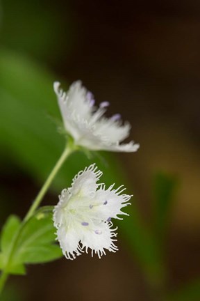 Framed Close-Up Of A Fringed Phacelia Flower Print