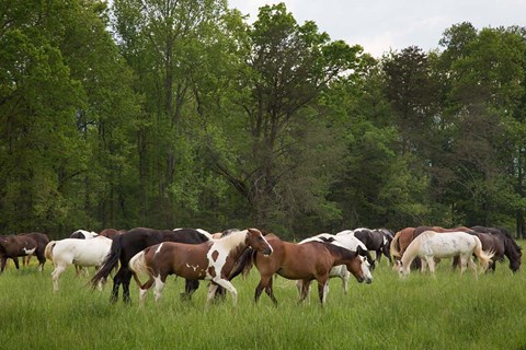 Framed Herd Of Horses In Cade&#39;s Cove Pasture Print
