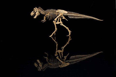 Framed T-Rex Skeleton Replica Reflection Print