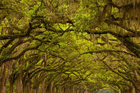 Framed Oaks Covered In Spanish Moss, Savannah, Georgia Print