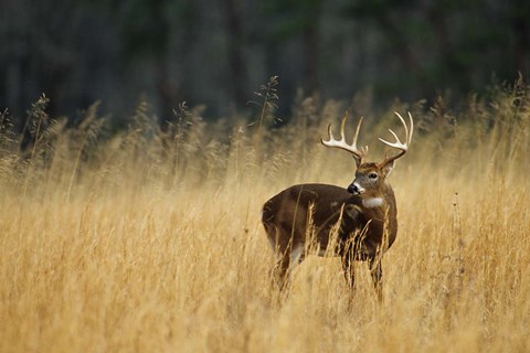 Framed White-Tailed Deer A In Field Of Tennessee Print