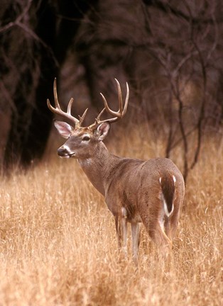 Framed White Tailed Deer Stays On Alert Print