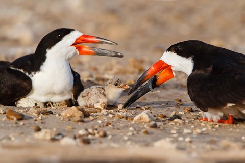 Framed Black Skimmers And Chick Print