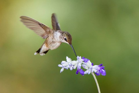 Framed Black-Chinned Hummingbird Feeding Print