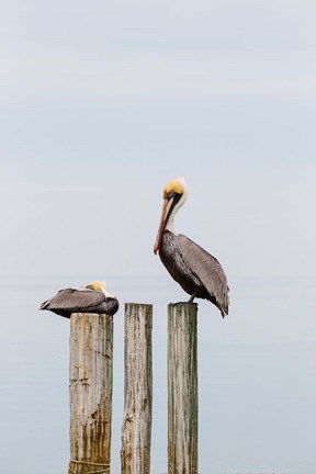 Framed Brown Pelicans Resting On Piling Print