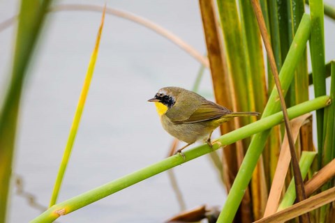 Framed Common Yellowthroat In A Freshwater Marsh Habitat Print