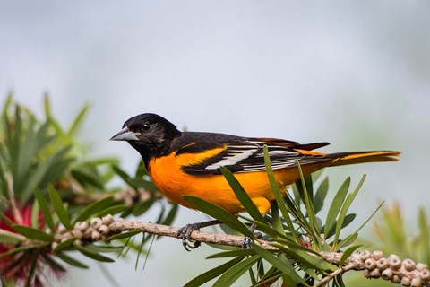 Framed Baltimore Oriole Perched Print