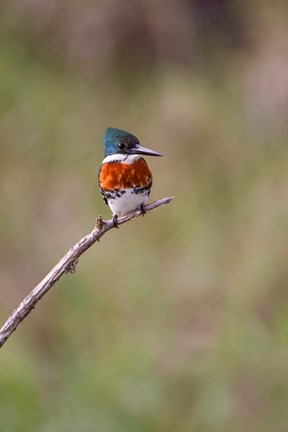 Framed Green Kingfisher On A Hunting Perch Print