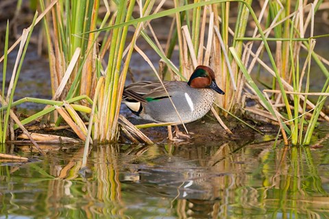 Framed Green-Winged Teal Resting In Cattails Print