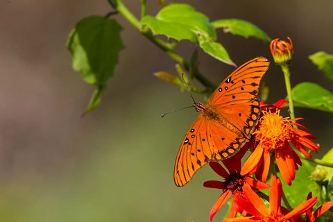 Framed Gulf Fritillary Butterfly On Flowers Print