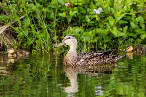 Framed Mottled Duck Hen And Young Feeding Print