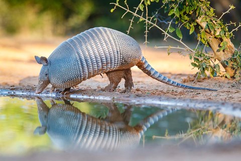 Framed Nine-Banded Armadillo Drinking Print