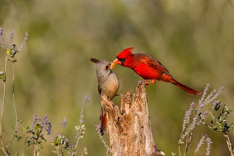 Framed Northern Cardinal Challenging A Pyrrhuloxia Print