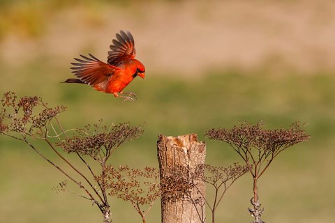 Framed Northern Cardinal Landing On A Perch Print