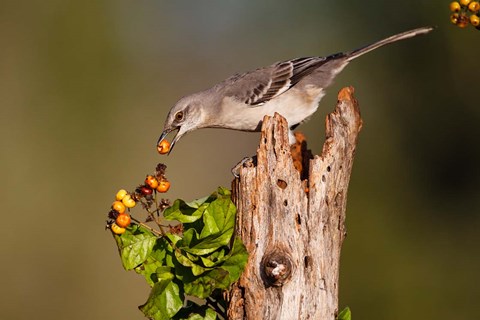 Framed Northern Mockingbird Feeding On Anaqua Berries Print