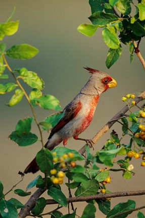 Framed Pyrrhuloxia In An Anacua Tree Print
