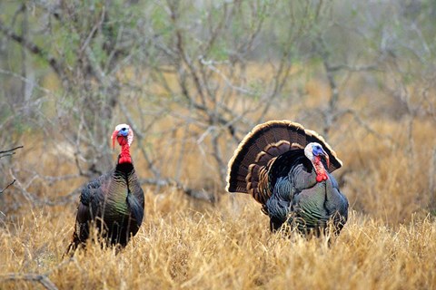 Framed Rio Grande Wild Turkeys Print