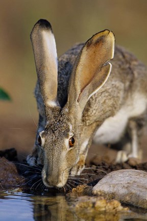 Framed Black-Tailed Jack Rabbit Drinking Print